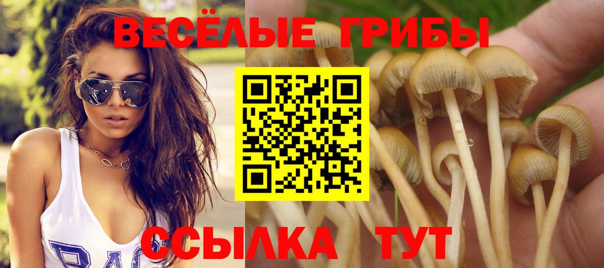 Псилоцибиновые грибы Psilocybe Унеча